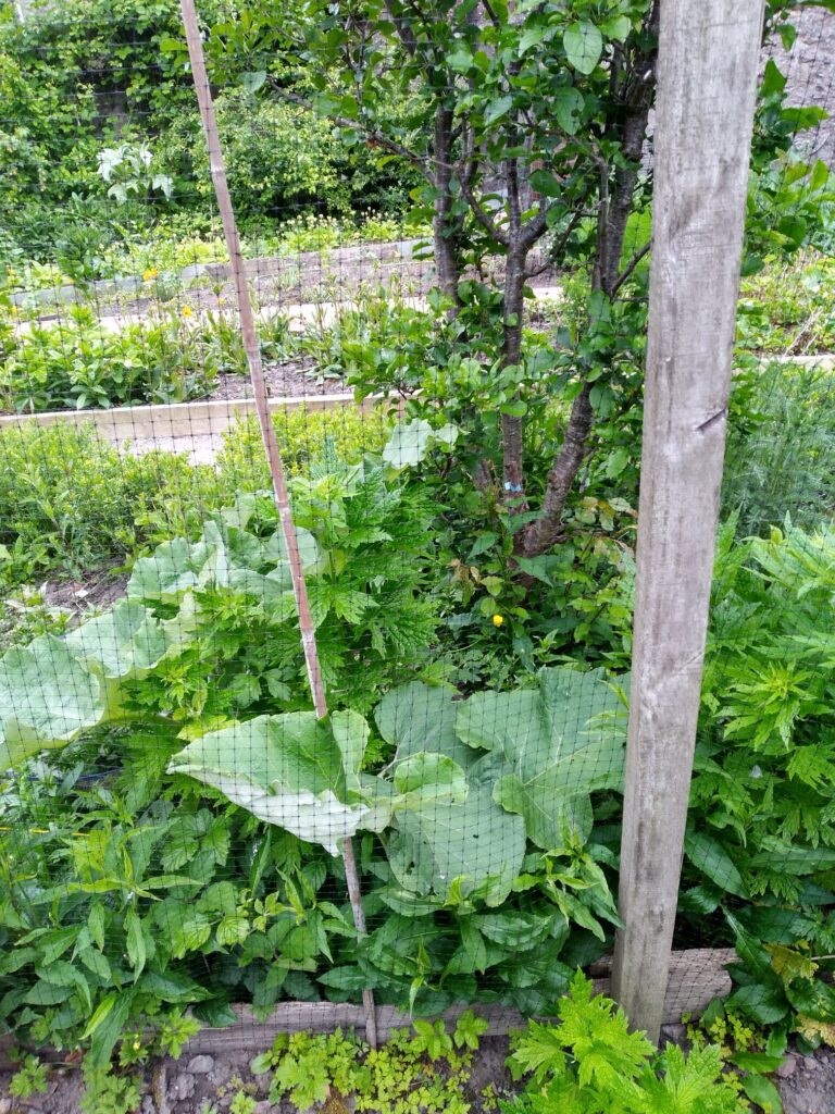 View from inside netted cage at Nellfield 2 allotments.