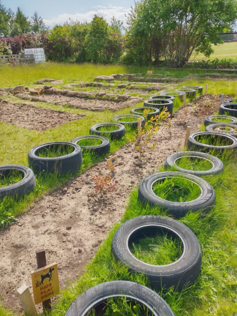 Tyres bordering newly dug bed at Springhill Community Garden.