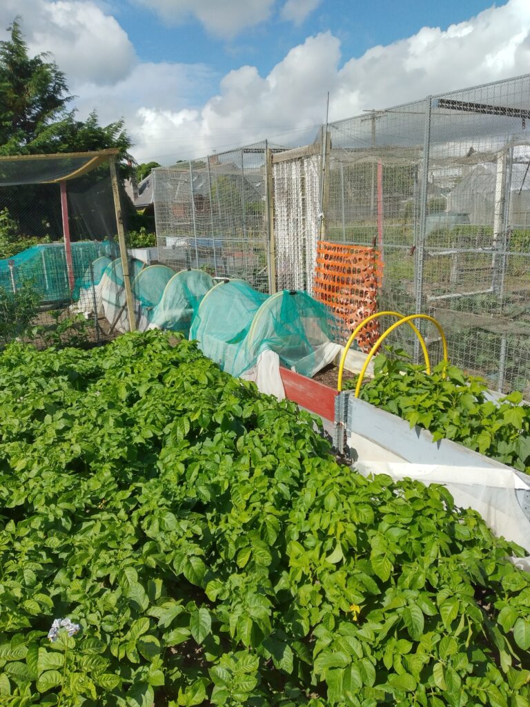 Vegetable crops under net tunnel