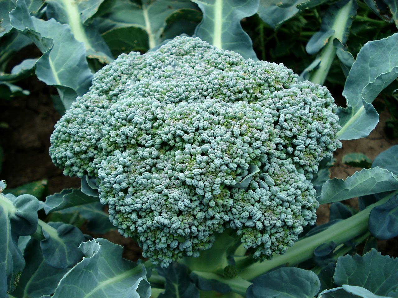 broccoli, vegetable, plant-494754.jpg