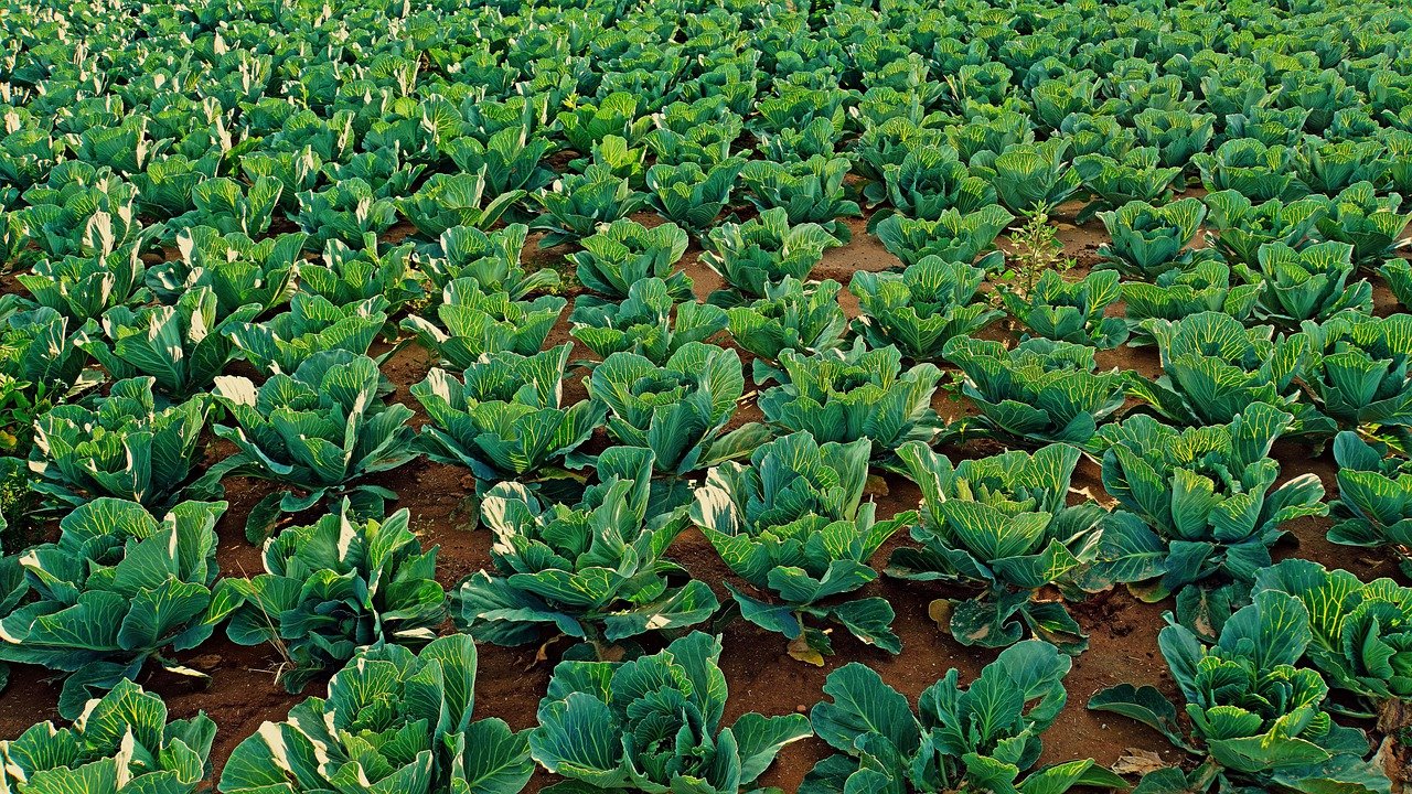 cabbage field, plants, agriculture-7306805.jpg